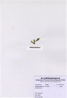 藏品(香蕉菜)的圖片